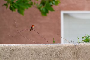 20200805HummingBirds037.jpg